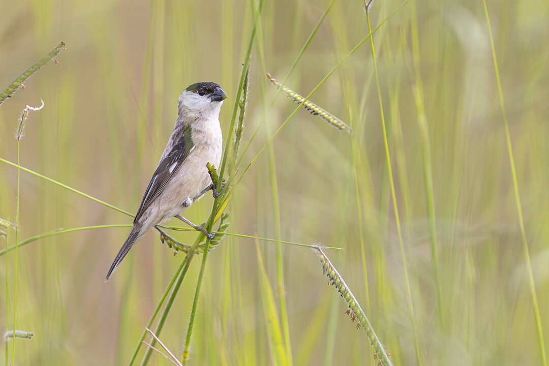 Pearly-bellied Seedeater - ML643642076