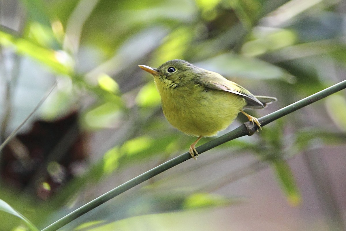 Martens's Warbler - ML643642081