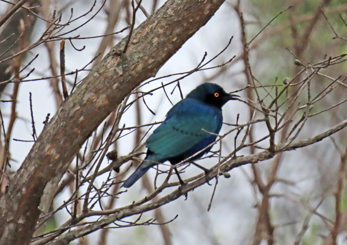 Greater Blue-eared Starling - ML643642108