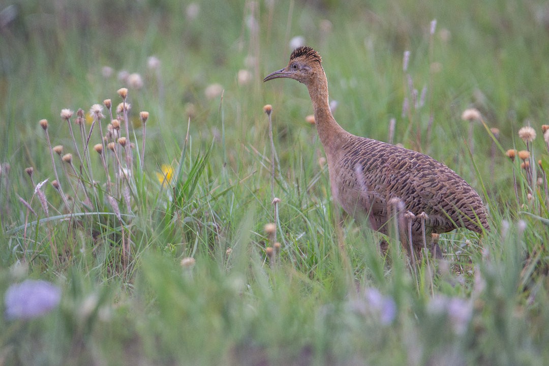 Red-winged Tinamou - ML643642116