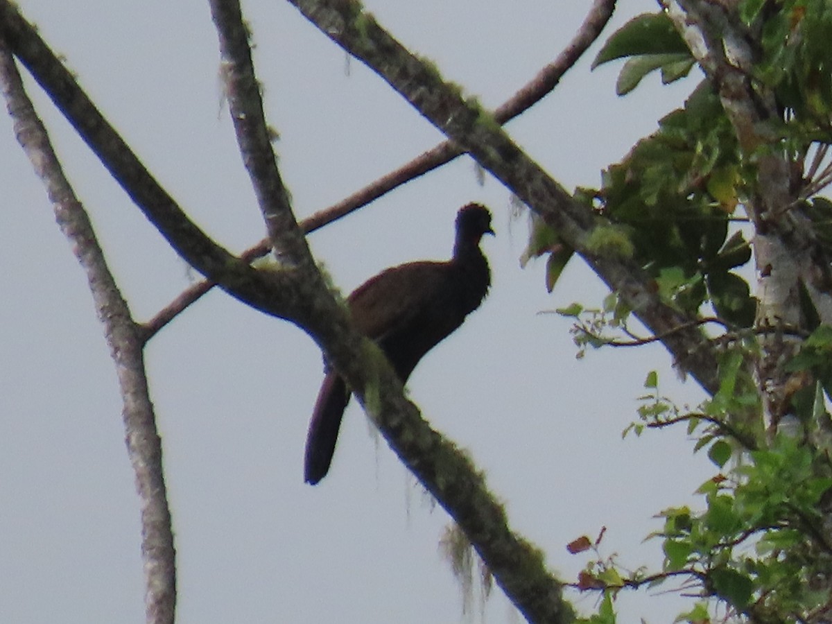 Crested Guan - ML643642119
