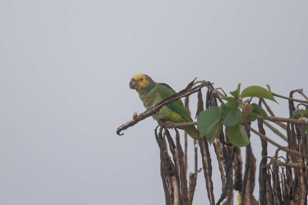 Amazona del Cerrado - ML643642138