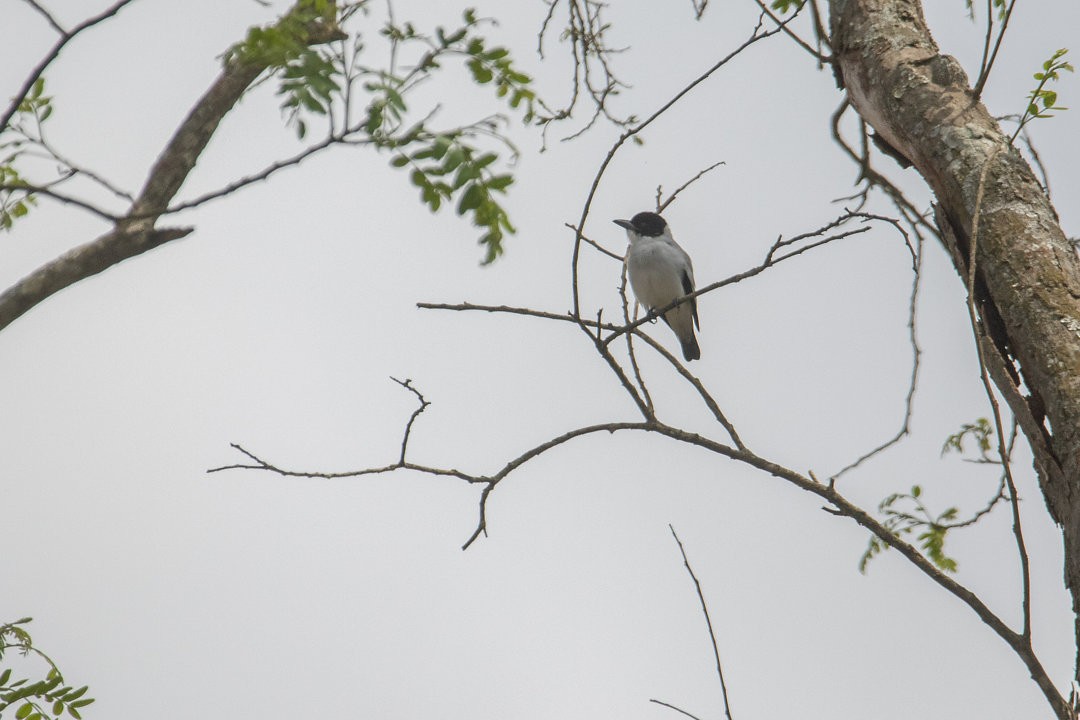 Black-crowned Tityra - ML643642139