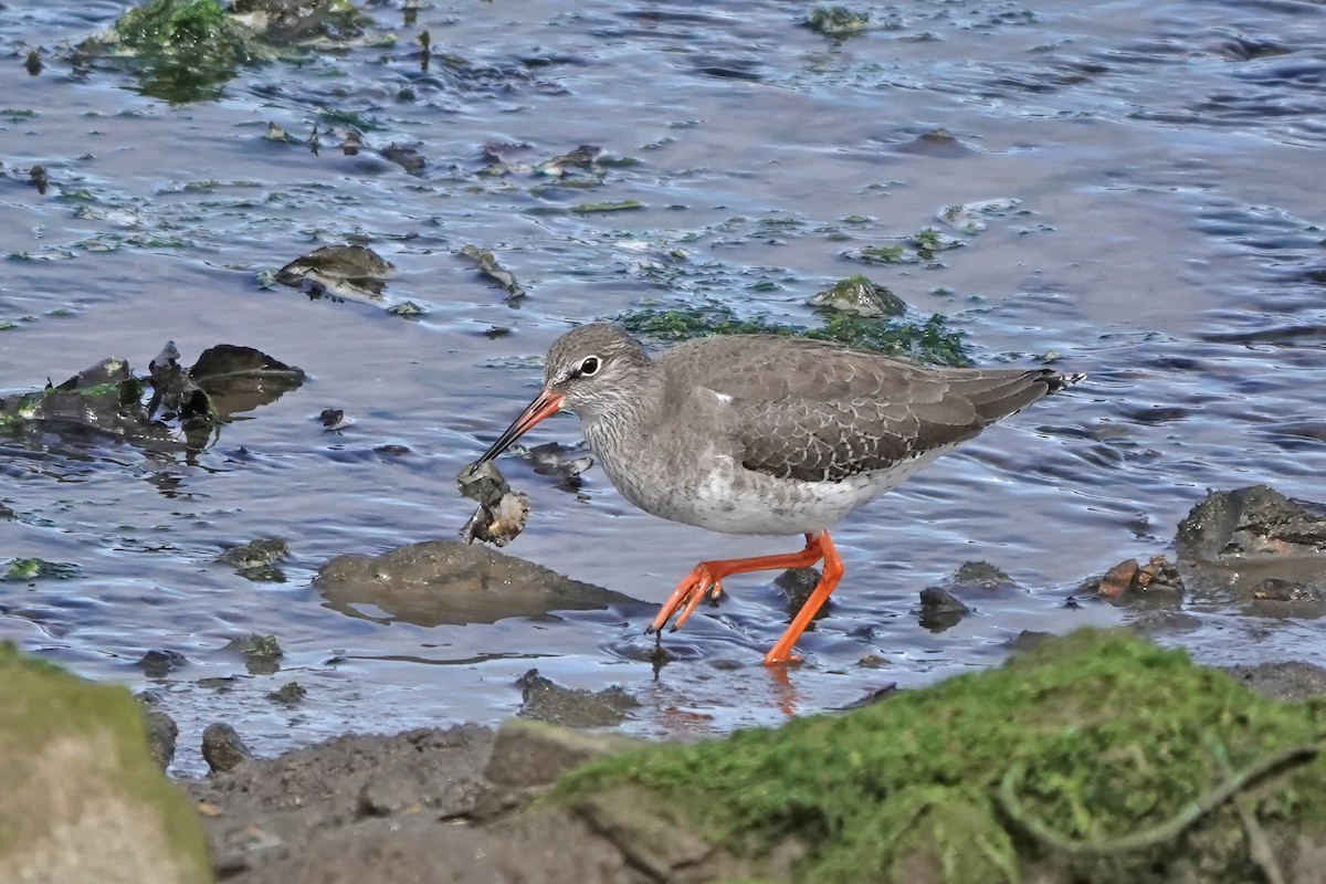 Archibebe Común - ML643642142
