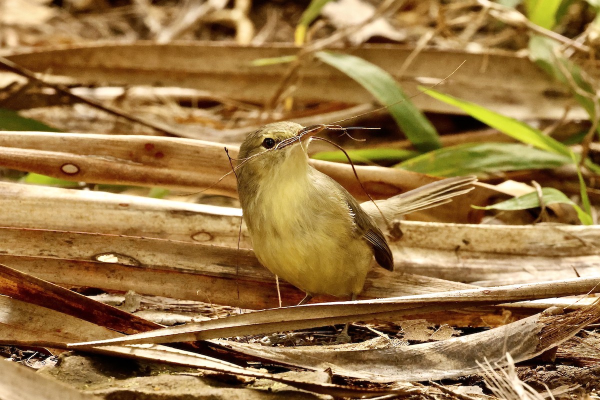 Rodrigues Warbler - ML643642146