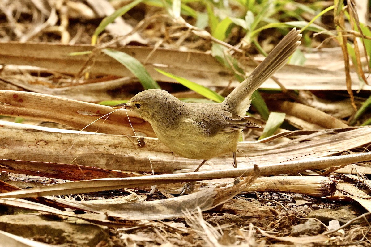 Rodrigues Warbler - ML643642147