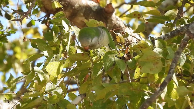 Monk Parakeet - ML643642151