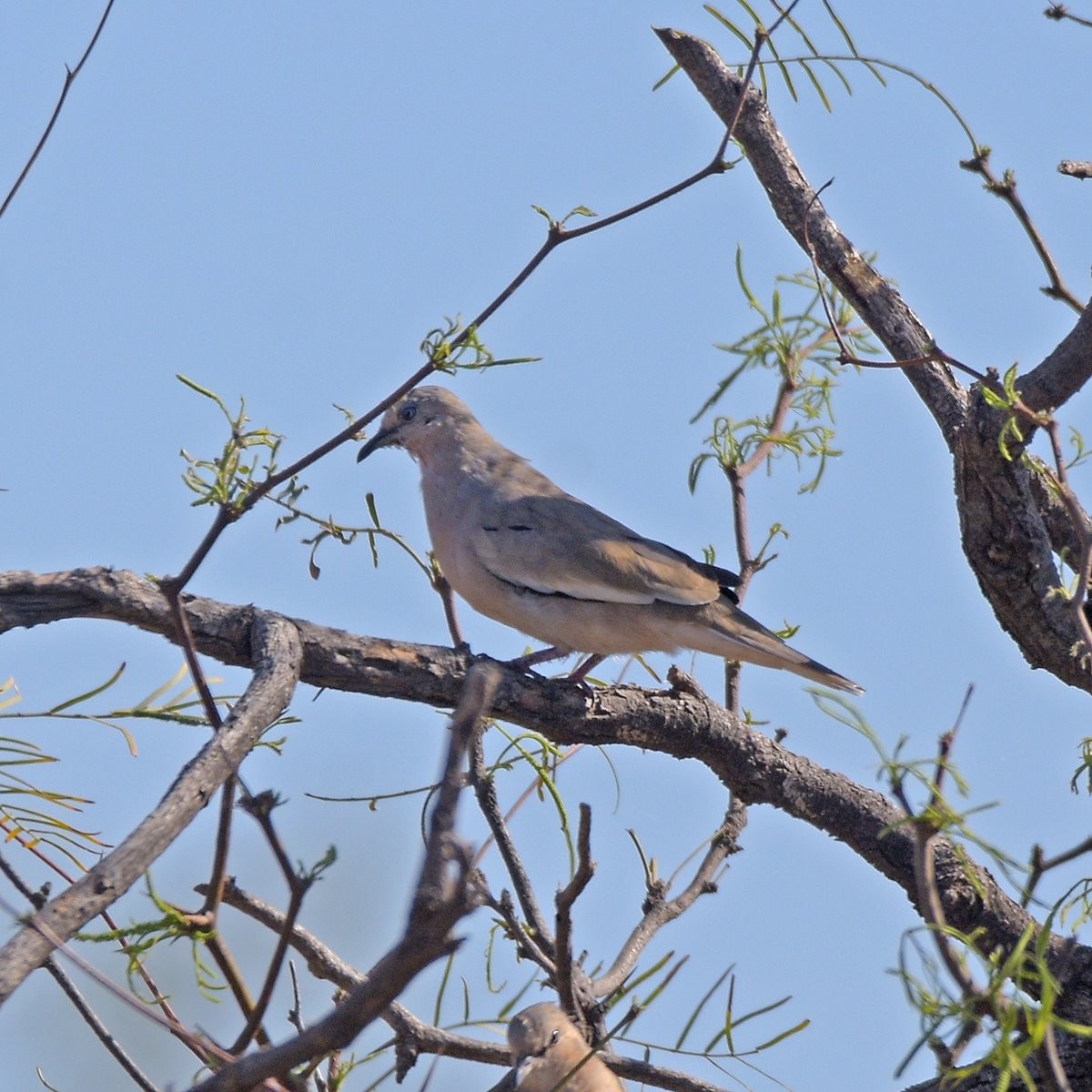 Picui Ground Dove - ML643642152