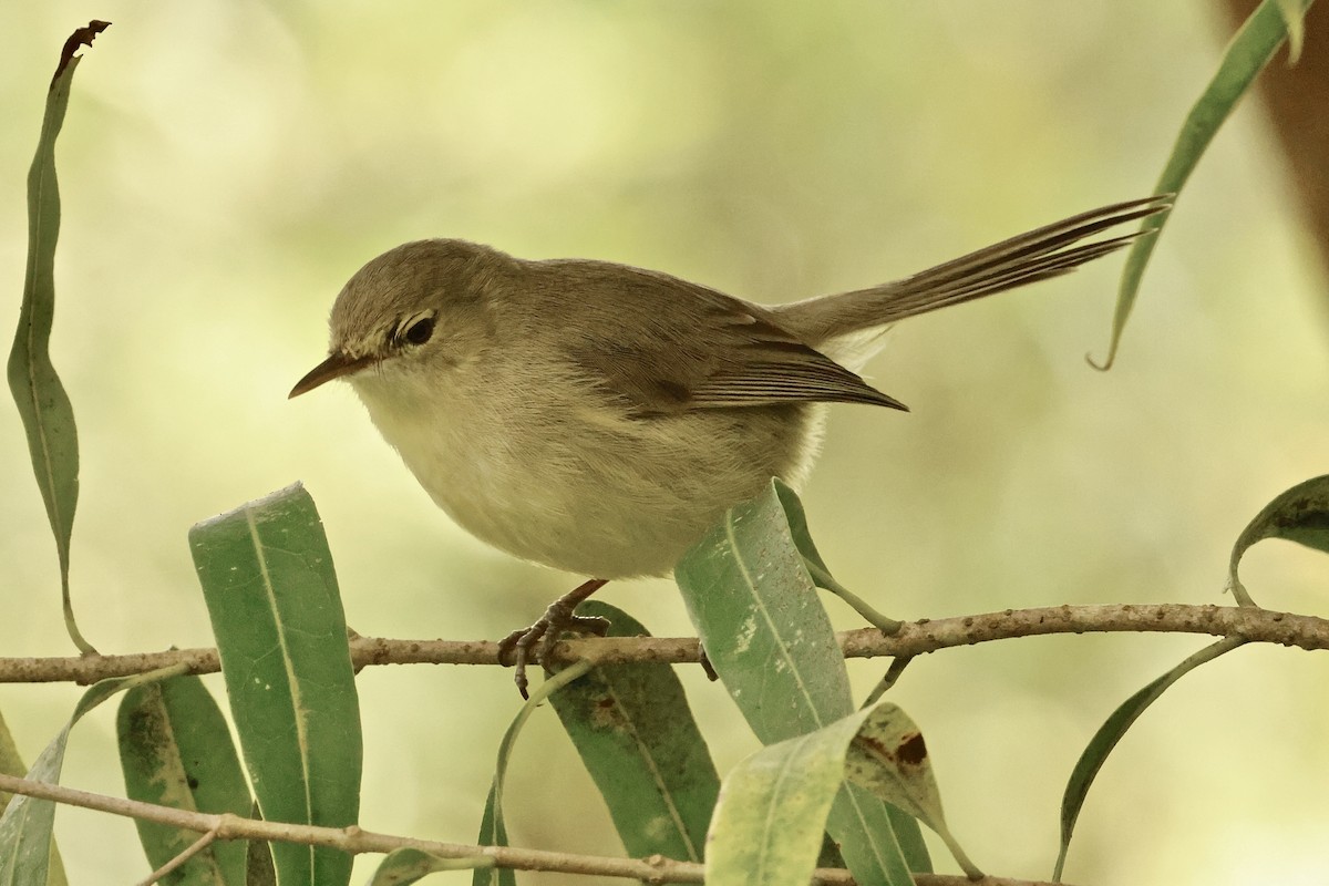 Rodrigues Warbler - ML643642158