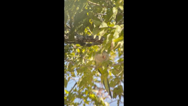 Monk Parakeet - ML643642159