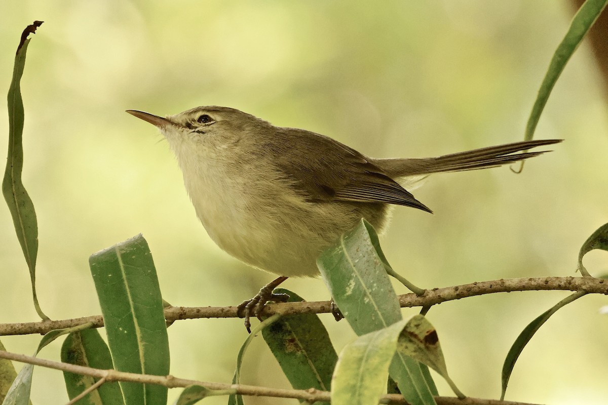 Rodrigues Warbler - ML643642164