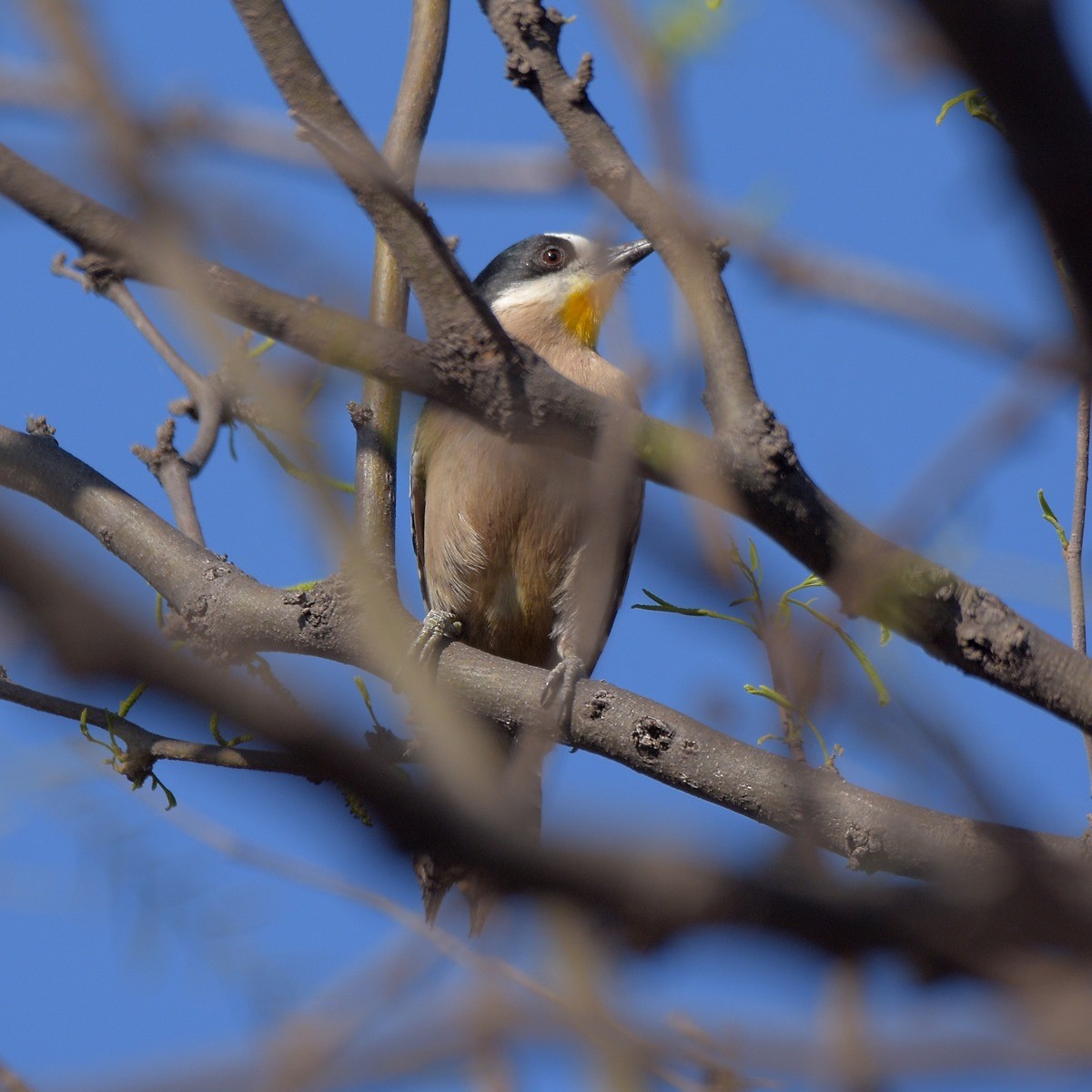 White-fronted Woodpecker - ML643642169