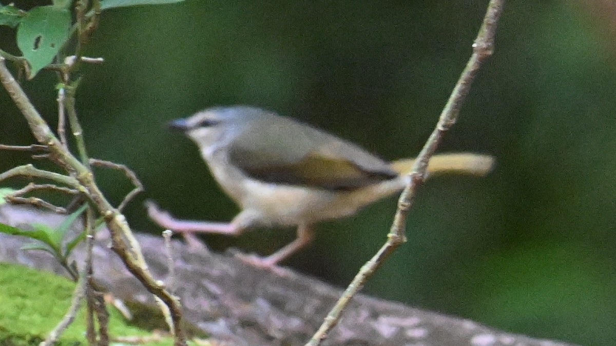 Riverbank Warbler - ML643642178