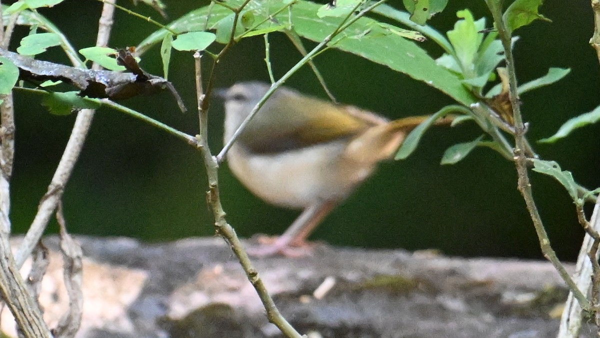 Riverbank Warbler - ML643642184