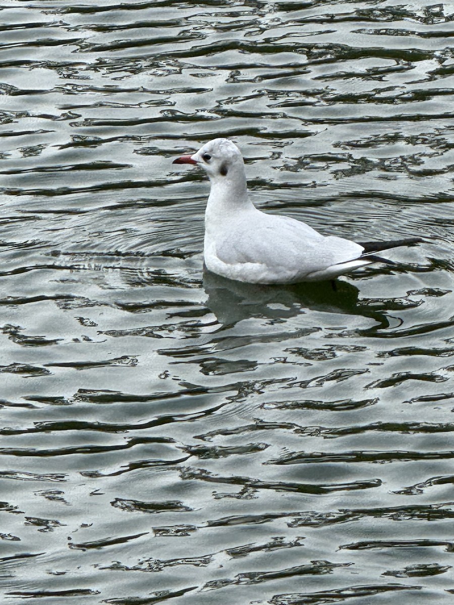 Black-headed Gull - ML643642200