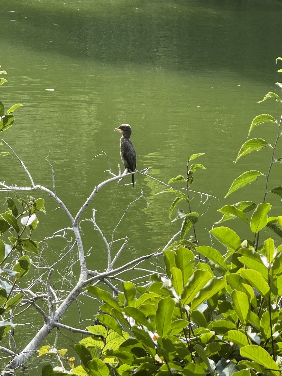 Pygmy Cormorant - ML643642217