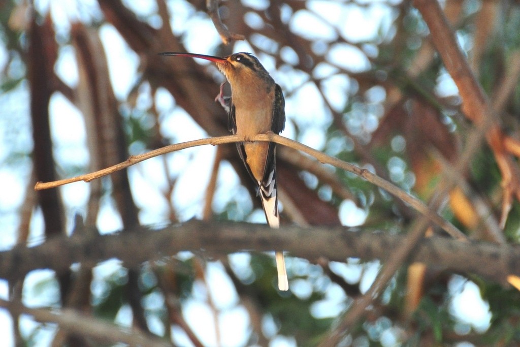 Planalto Hermit - ML643642219