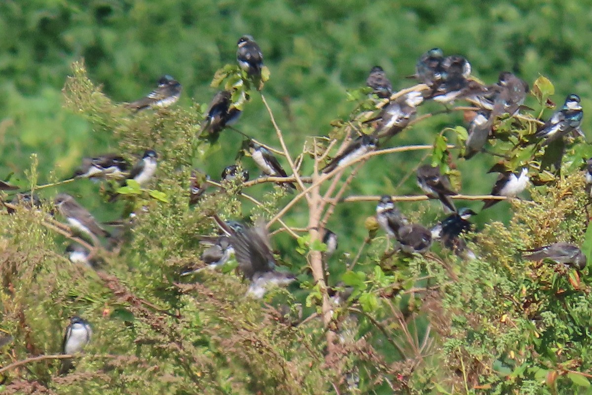 Tree Swallow - ML643642222