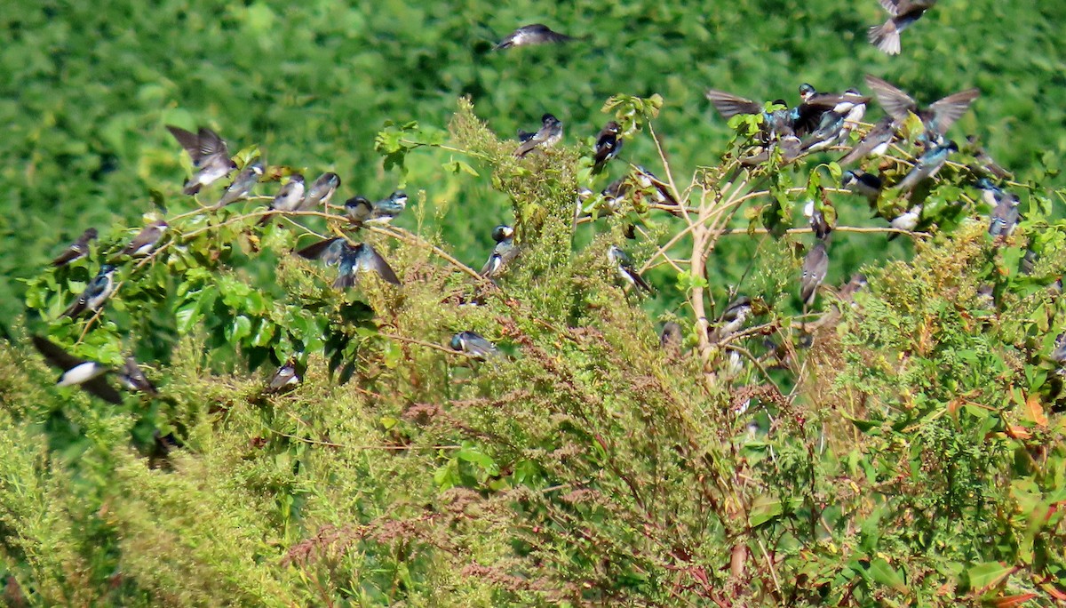 Tree Swallow - ML643642223