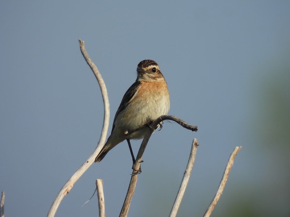Whinchat - ML643642225
