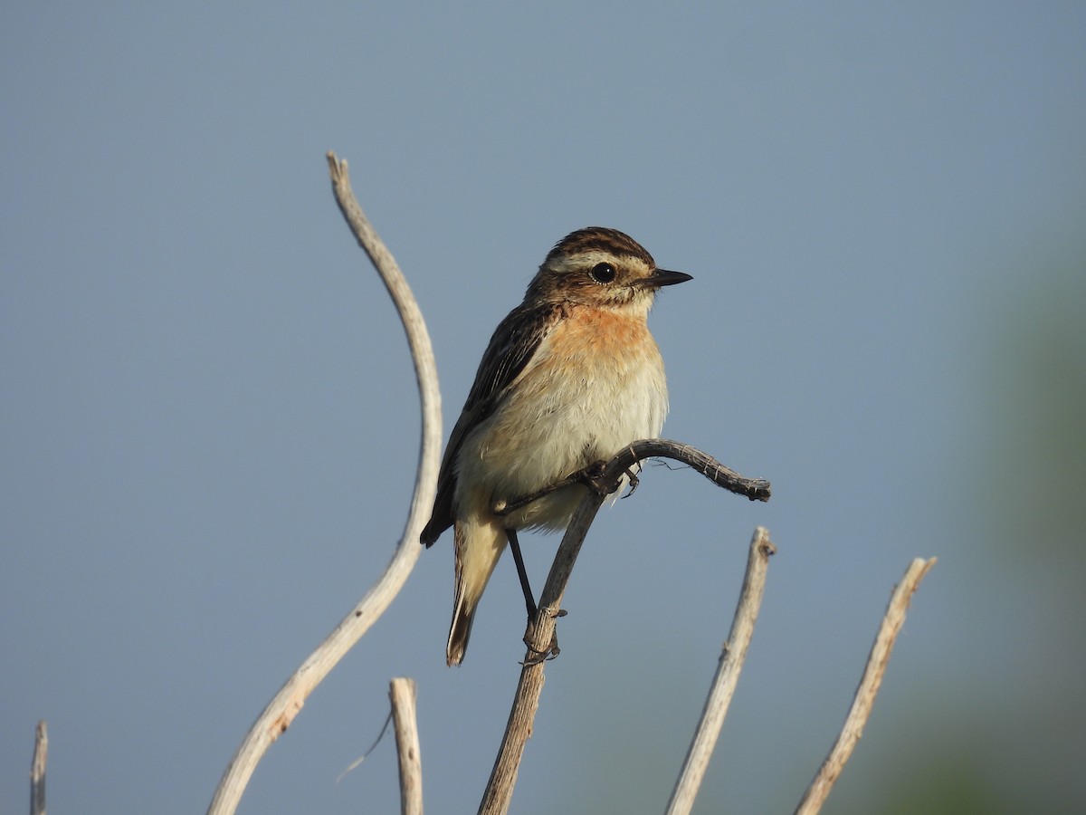 Whinchat - ML643642226