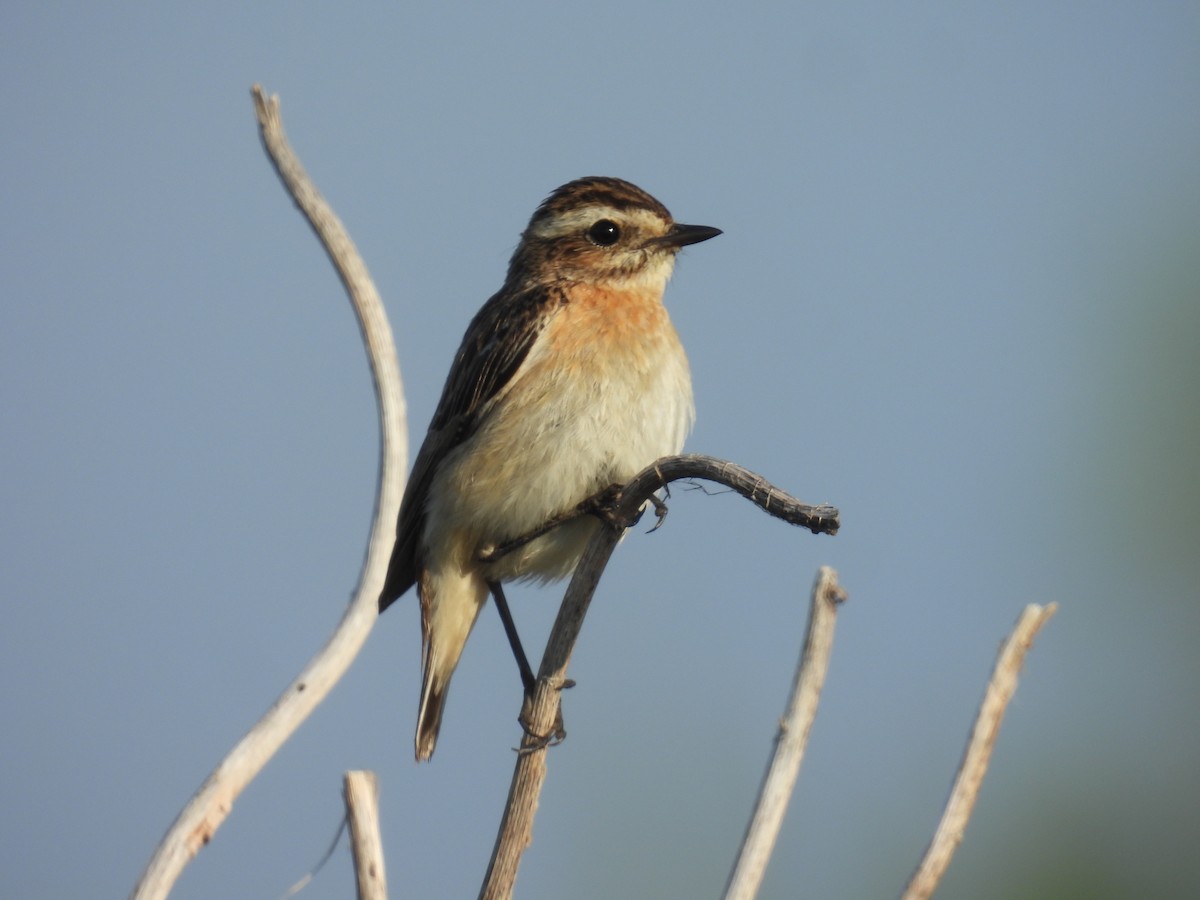 Whinchat - ML643642227