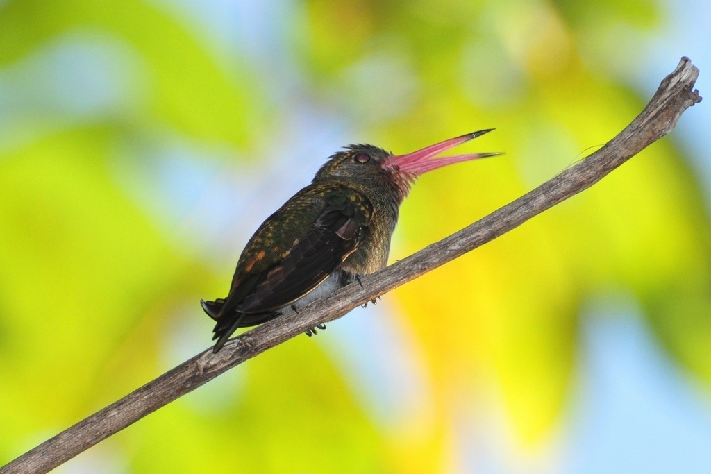 Gilded Hummingbird - ML643642230