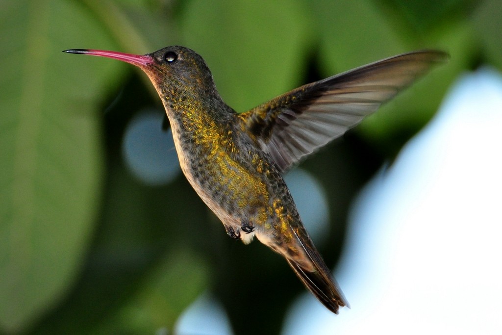 Gilded Hummingbird - ML643642231
