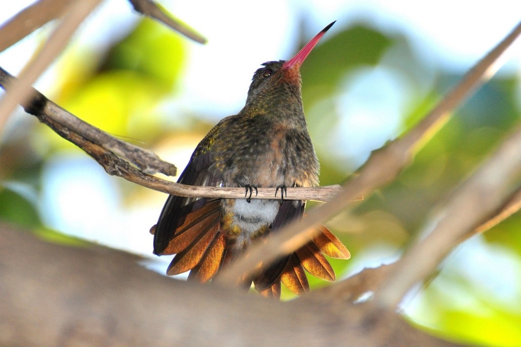 Gilded Hummingbird - ML643642232