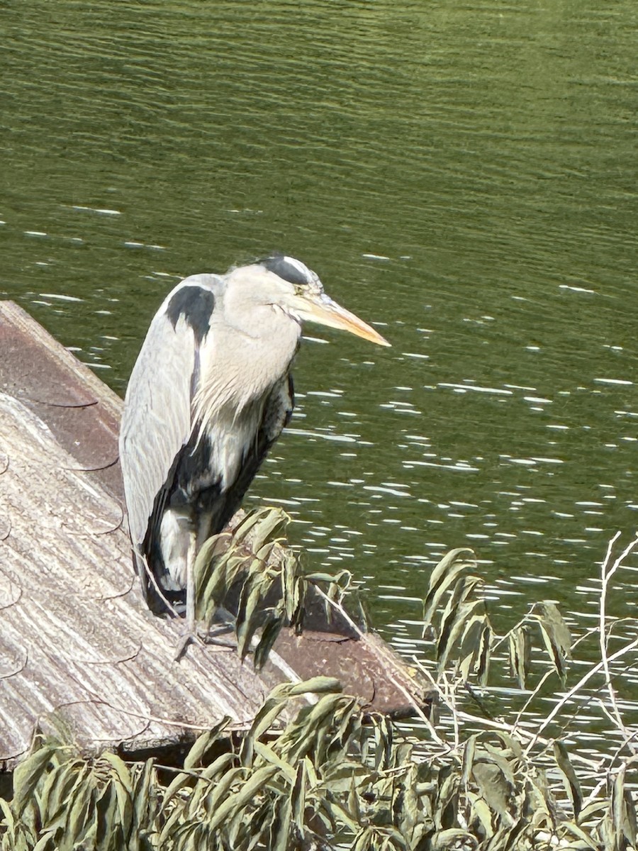 Gray Heron - ML643642238