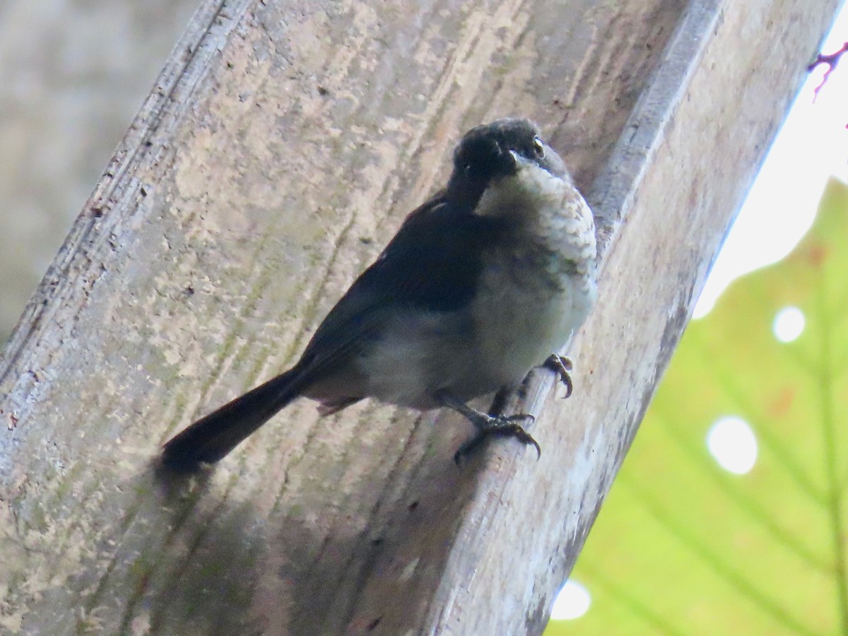 African Forest-Flycatcher - ML643642243