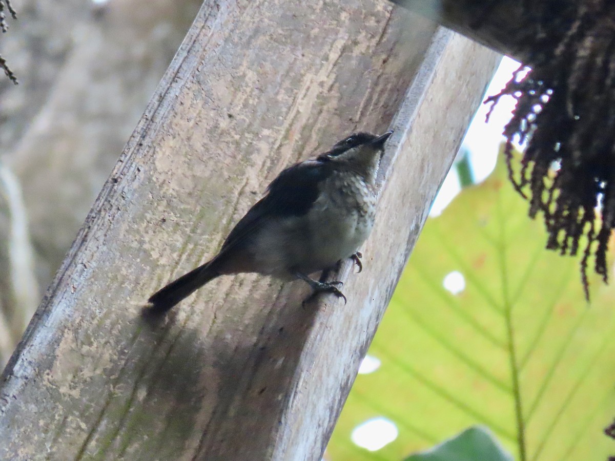 African Forest-Flycatcher - ML643642246