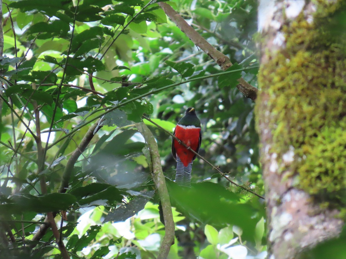 Collared Trogon - ML643642247