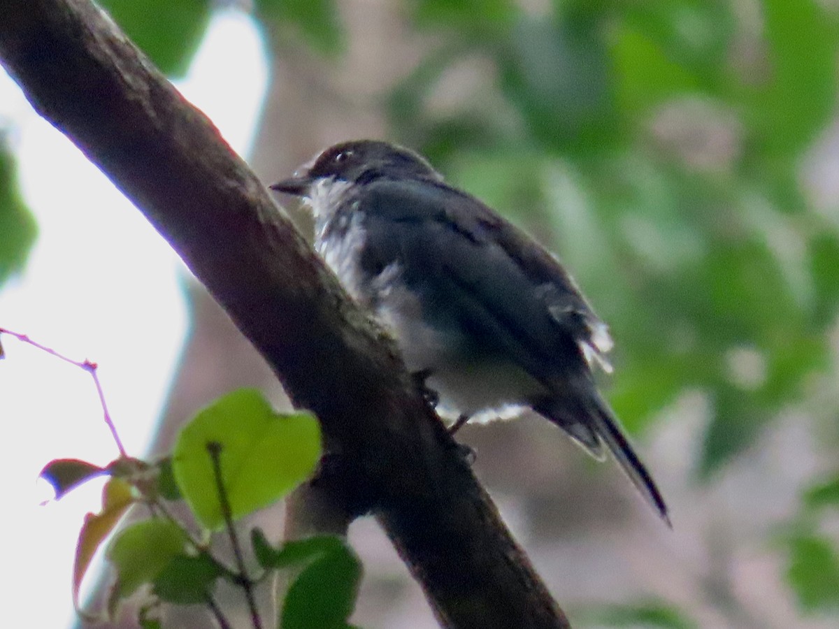 African Forest-Flycatcher - ML643642251