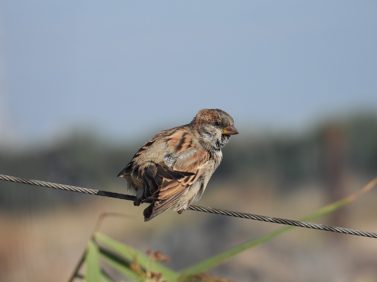 House Sparrow - ML643642253