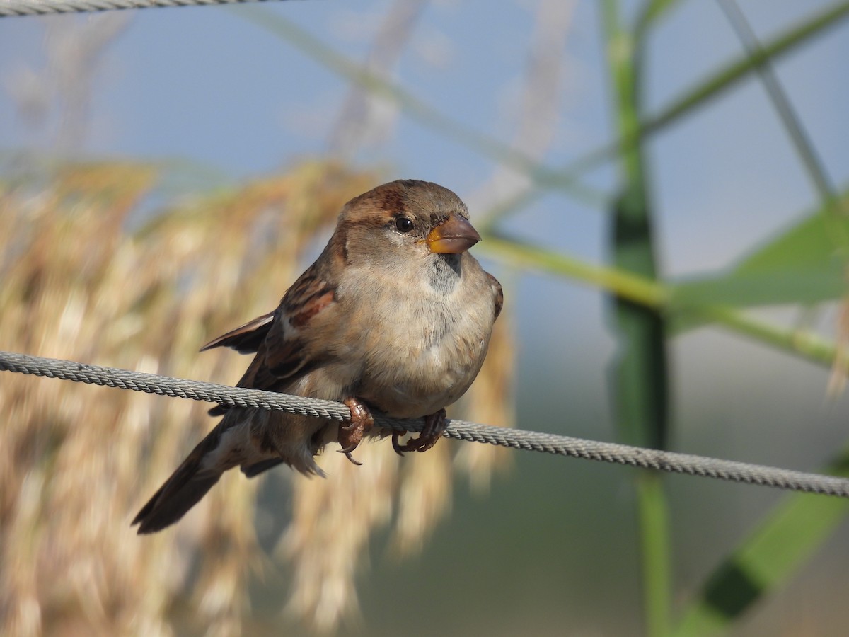 House Sparrow - ML643642254