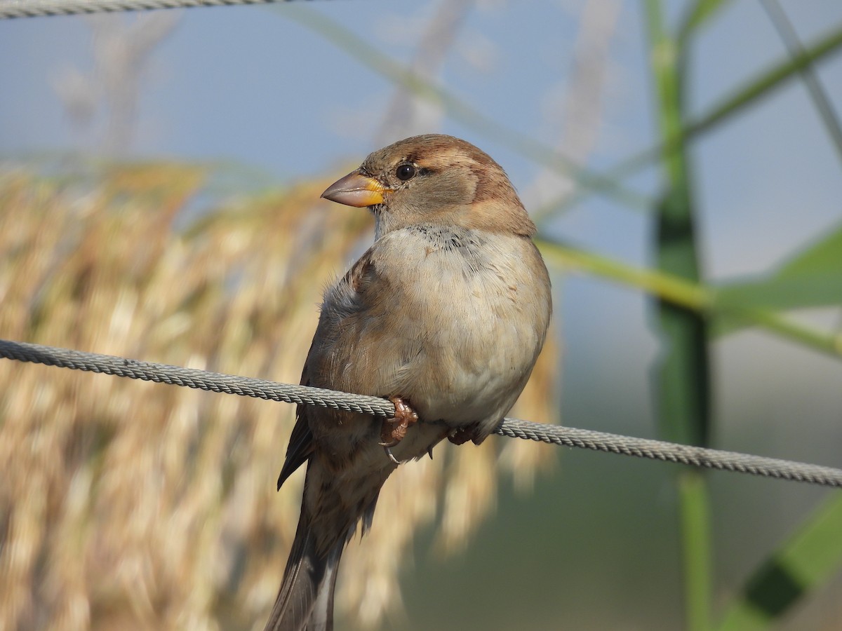 House Sparrow - ML643642255
