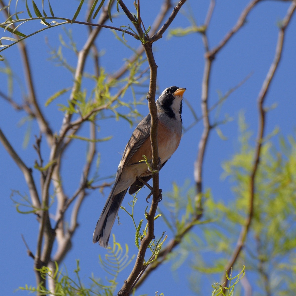 Saltator du Chaco - ML643642281