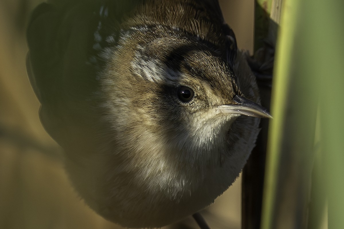Marsh Wren - ML643642284