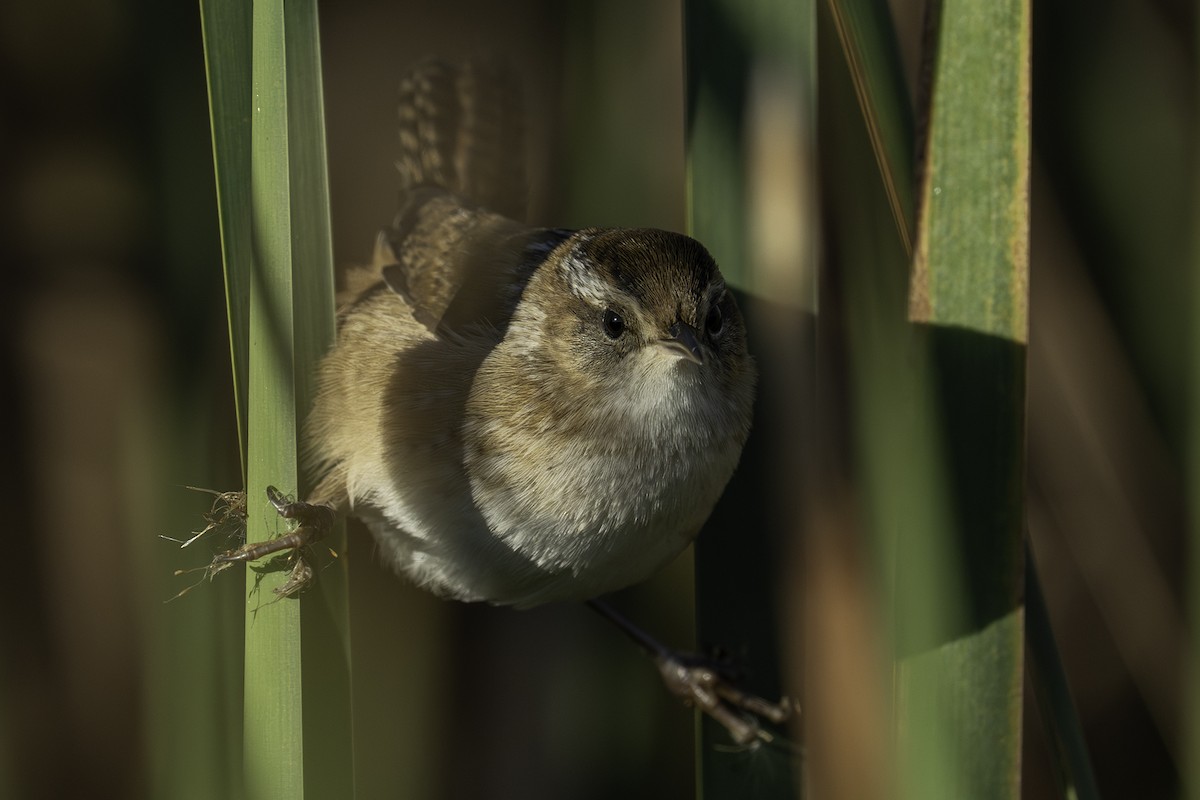 Marsh Wren - ML643642285