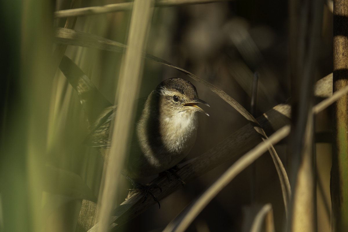 Marsh Wren - ML643642286