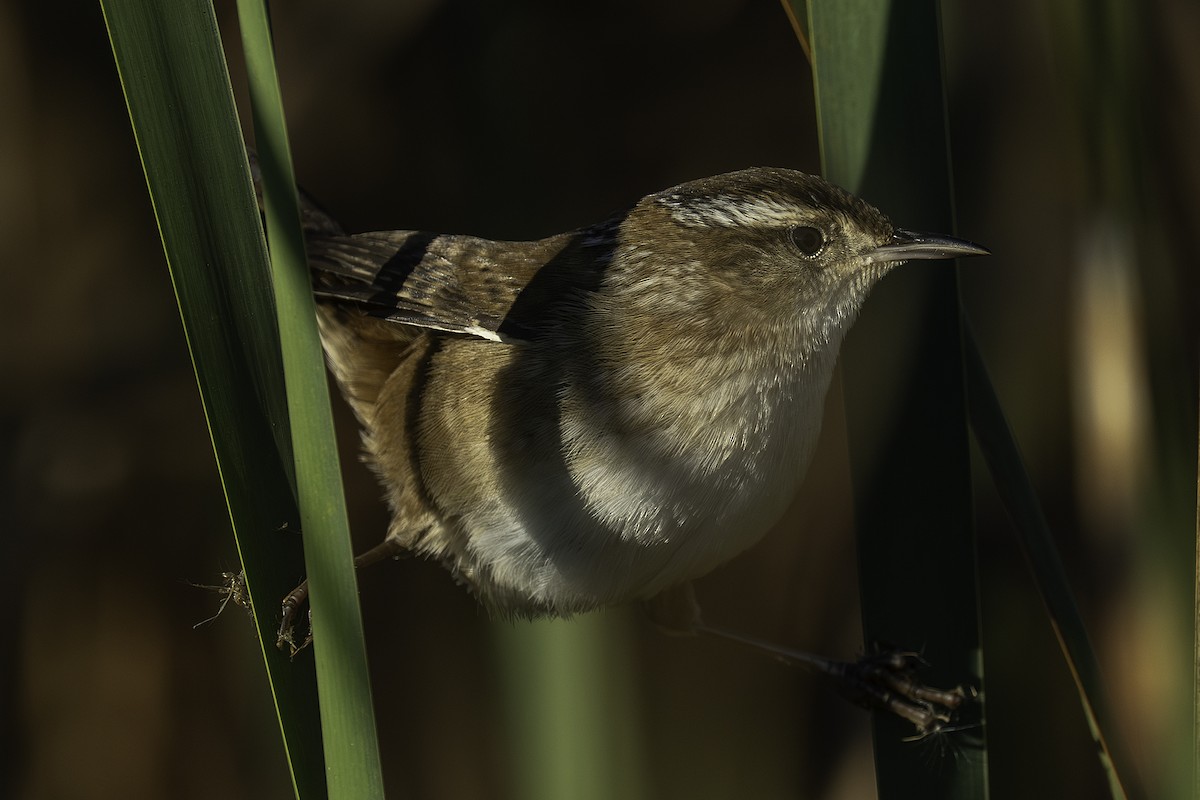 Marsh Wren - ML643642287