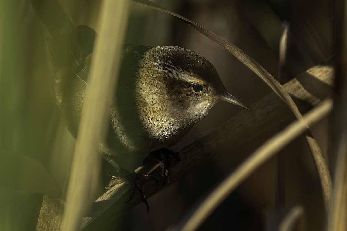 Marsh Wren - ML643642288