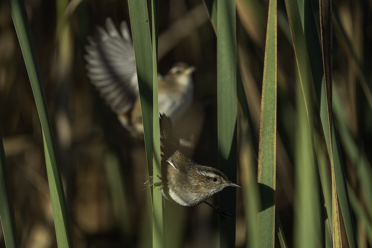 Marsh Wren - ML643642289