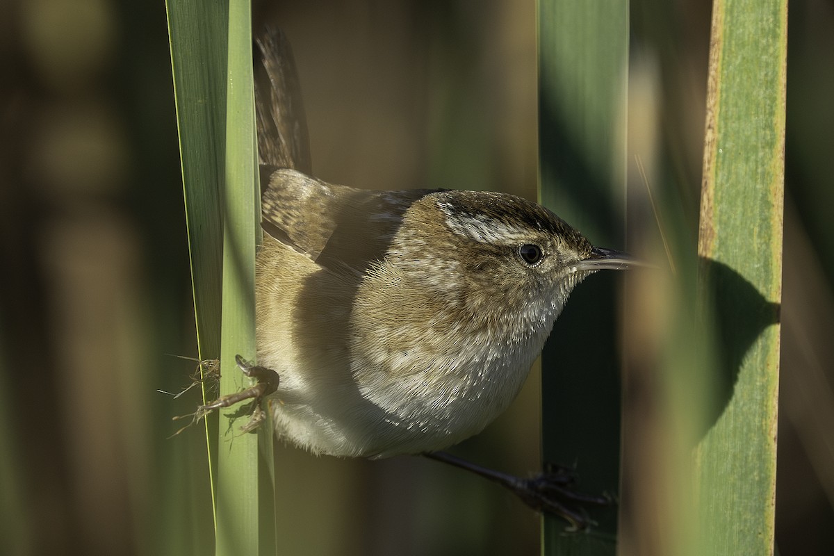 Marsh Wren - ML643642290