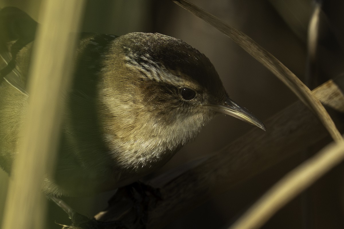 Marsh Wren - ML643642291