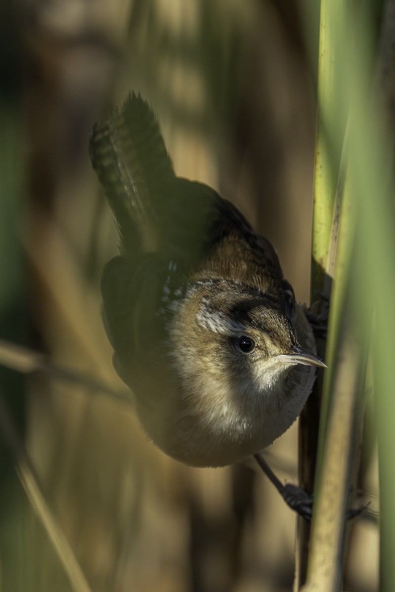 Marsh Wren - ML643642292