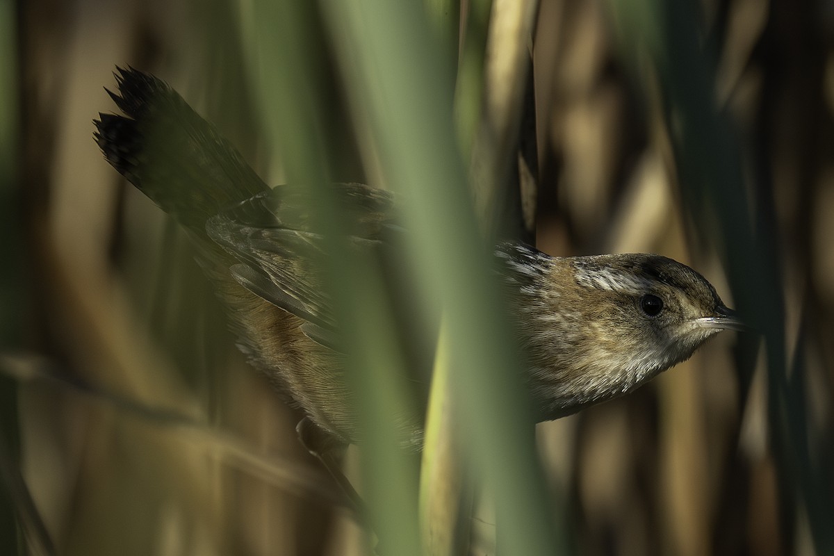 Marsh Wren - ML643642293