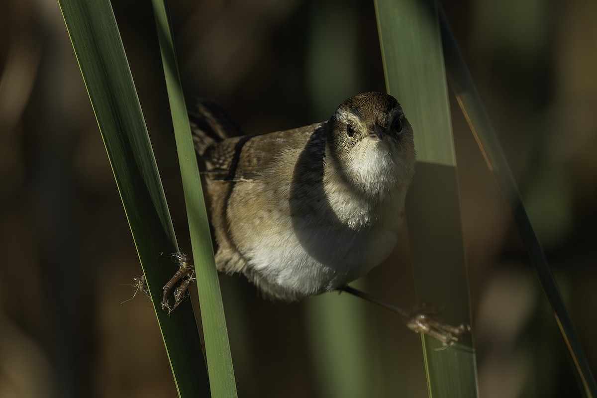 Marsh Wren - ML643642294