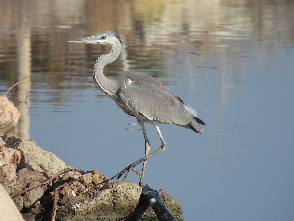 Gray Heron - ML643642301